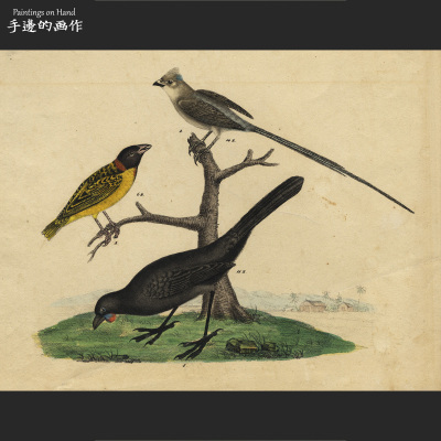 欧洲1840年代古董手工上色石印石版印Antique鸟类博物版画收藏
