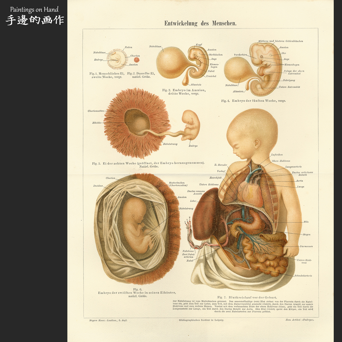 德国1894年原版彩色石印版画艺术博物图片老物件/迈尔斯/胎儿发育