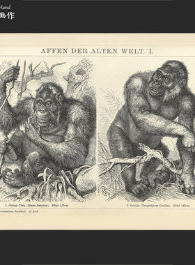 德国1894年原版木刻版画博物线条画/布鲁克豪斯/猴子的世界1辑