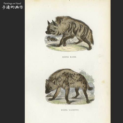 法国1873年古董手工上色木刻版画博物复古艺术装饰画/Buffon/鬣狗