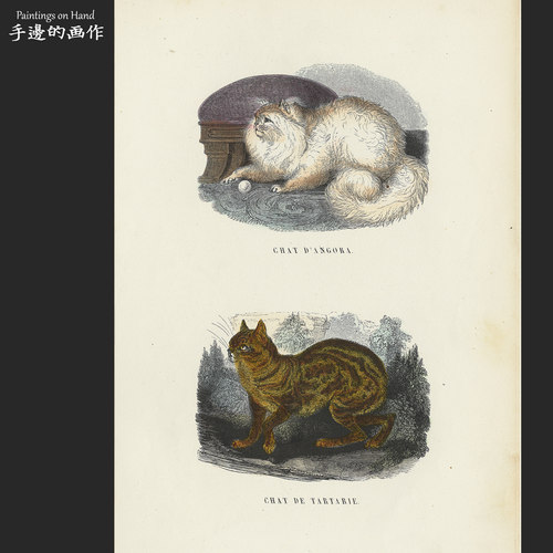 法国1873年古董手工上色木刻版画博物装饰画/Buffon/安哥拉猫