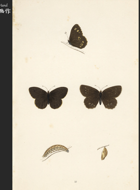 英国1891年古董石印版画博物复古图鉴/大英蝴蝶史/Wood Ringlet