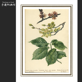 欧美1870年代古董套色石印版画复古 插图艺术/植物花卉 图鉴/榆树
