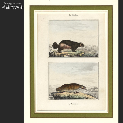 法国1840年代古董手工上色雕版铜版钢版画装饰画/Buffon/Glonton