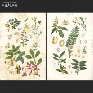 奥地利1885年古董大幅双面石印版画 装饰艺术 博物科普/植物花卉