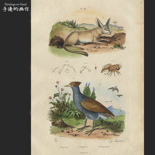 法国1836年原版手工上色雕刻铜版画博物/de Sainson/大耳狐 冢雉
