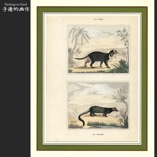 法国1840年代古董手工上色雕版铜版钢版画田园装饰画/Buffon/麝猫