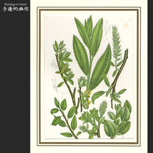 英国1870年古董套色石印版画复古 插图艺术/开花植物 图鉴/深山柳