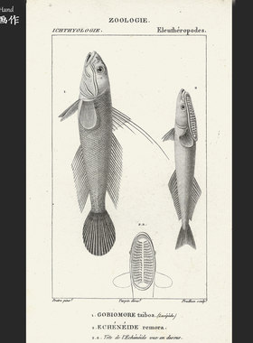 法国1820年代古董雕刻凹版铜版画 博物鱼类图鉴画芯/深海生物海鱼