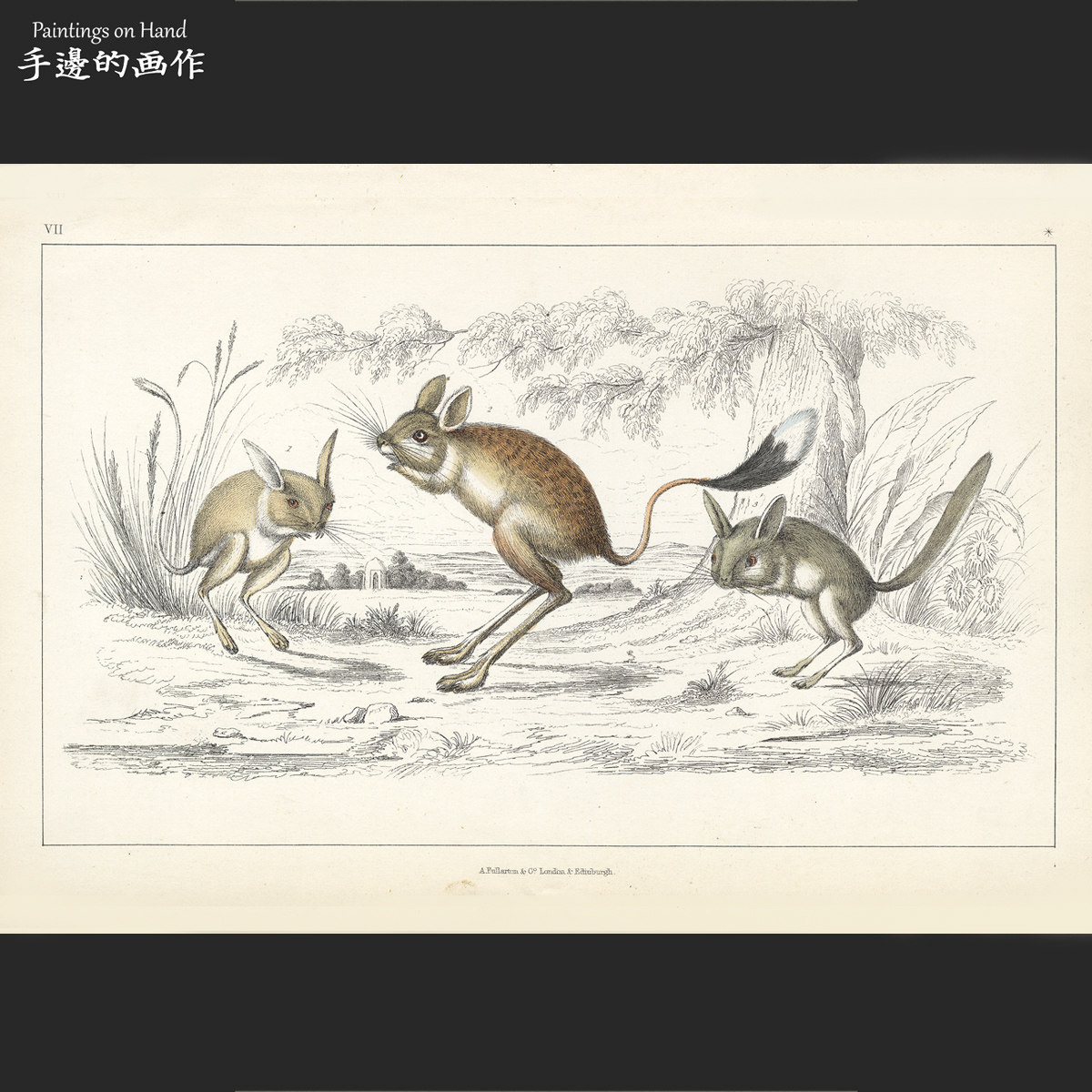 英国1851年古董手工上色雕版钢版画装饰画/地球自然史/动物  跳鼠
