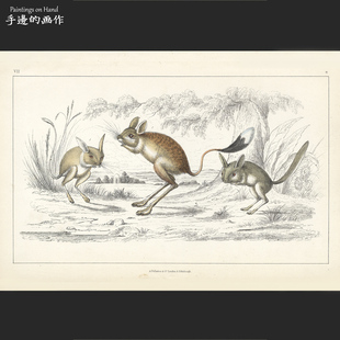 英国1851年古董手工上色雕版钢版画装饰画/地球自然史/动物 跳鼠
