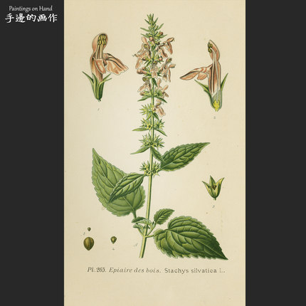 欧洲法国1891年古董石印版画装饰画/法国植物花卉/林地水苏