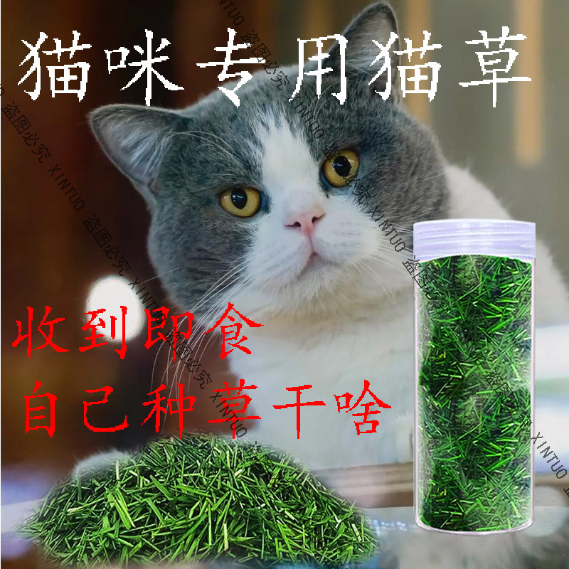 已长好的猫草成品化毛已种好烘干猫草猫薄荷猫咪去毛球猫猫草干草