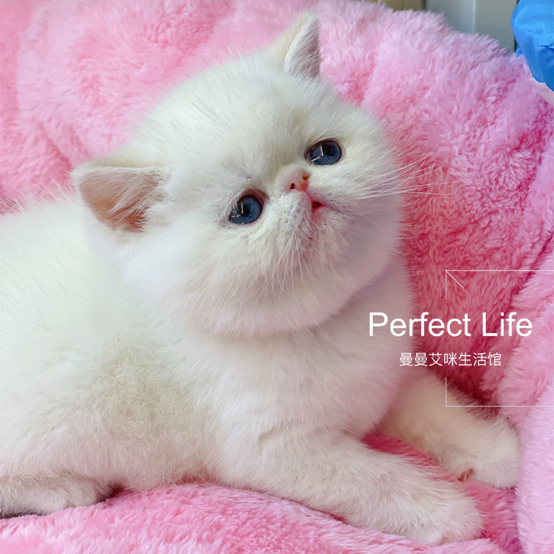 红重点色加菲猫异国短毛猫火焰重点色非布偶喜马拉雅可爱猫咪活体