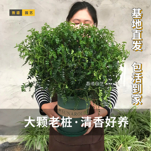 正宗清香胡椒木驱防蚊虫绿植盆栽老桩室内外好养提神醒脑净化空气