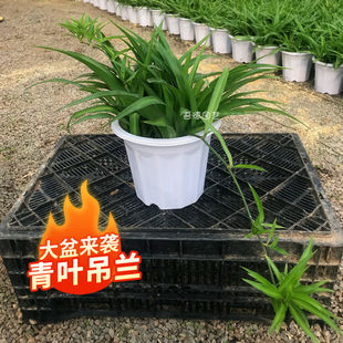 基地直发大盆青叶吊兰带藤吊花剑绿植盆栽花卉省事好养活净化空气