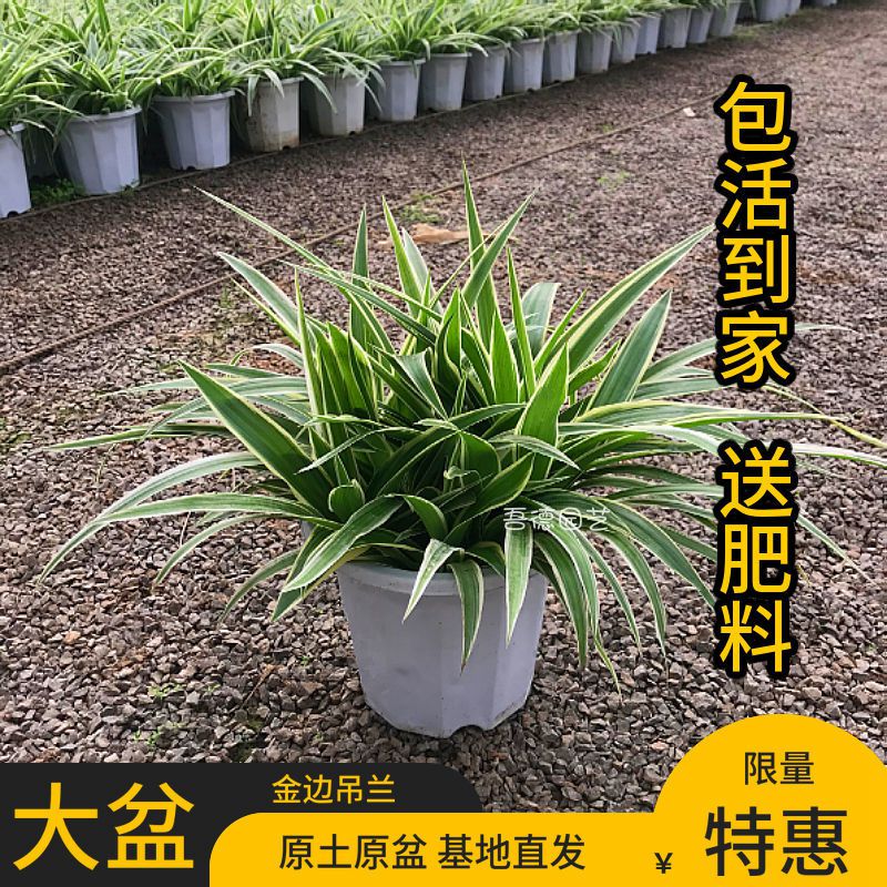 产地直发大盆金边吊兰绿植盆栽花卉室内外省事好养净化空气好打理