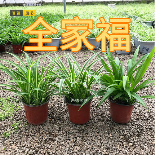 金边金心青叶吊兰盆栽室内好养活