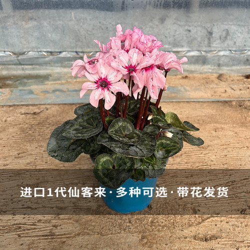 进口1代仙客来盆栽花卉带花发货