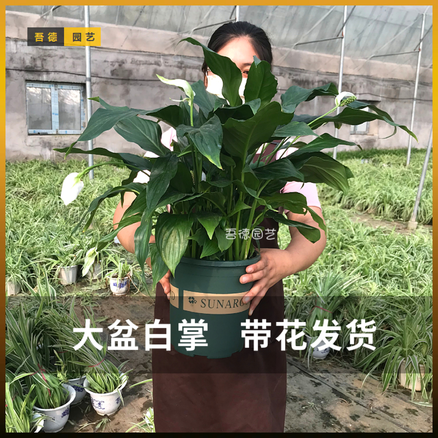基地直发大盆白掌一帆风顺绿植盆栽花卉带花室内好养易活净化空气