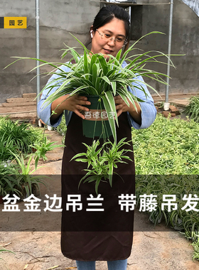 产地直发大盆金边吊兰带藤吊花剑绿植盆栽花卉室内净化空气好养活