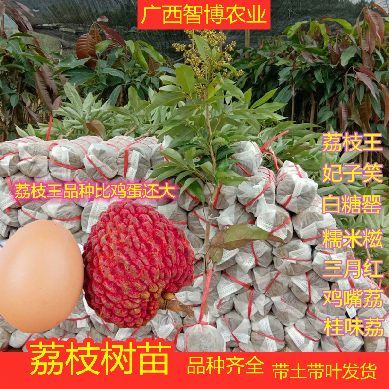荔枝树苗妃子笑无核a4嫁接苗荔枝王白糖罂桂味鸡嘴荔糯米糍三月红