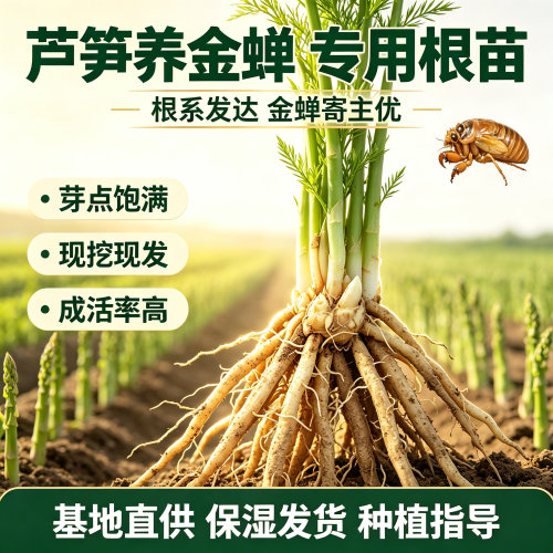 芦笋金蝉专用根苗现挖直供易活