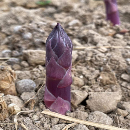 芦笋苗紫色芦笋富含花青素易成活