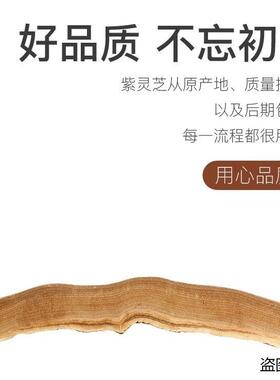 茵阳芝茵阳灵芝【小片】官网正品茵阳灵芝买2送1防伪验证plus