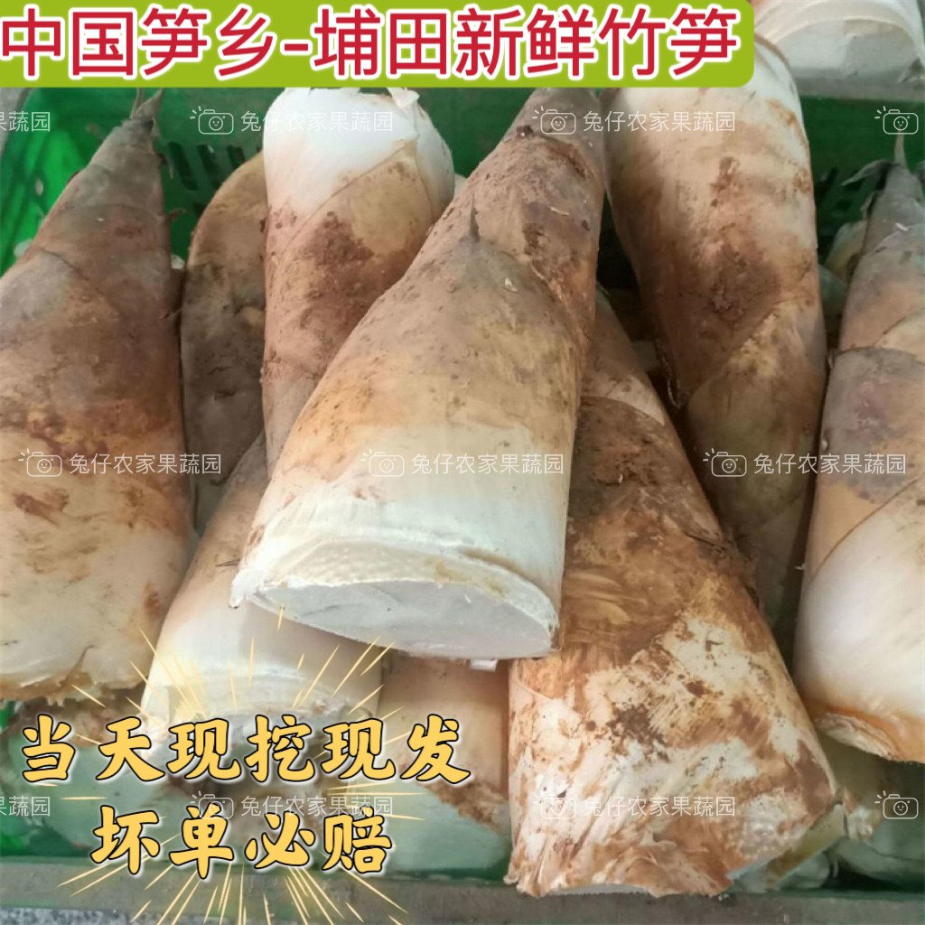 广东揭阳埔田特产新鲜现挖鲜嫩红土竹笋嫩笋春笋麻竹笋野生竹笋