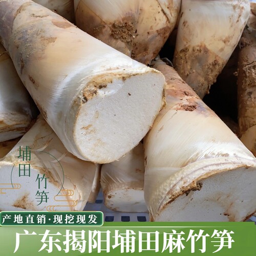 广东揭东埔田特产野生麻竹笋新鲜现挖红土竹笋甜笋春笋大头笋新鲜
