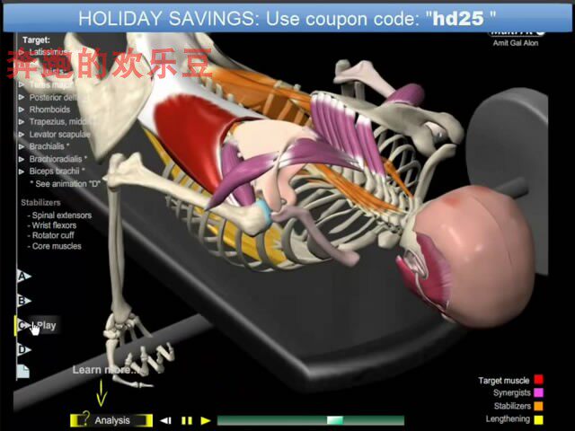 免费试看 肌肉运动模式 肌肉动画轨迹 动画视频 教程 动态健身图