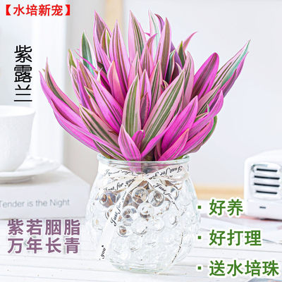 推荐 紫露兰水培养植物室内花卉绿植盆栽四季客厅好养活懒人花 爱知家居园艺企业店 淘优券