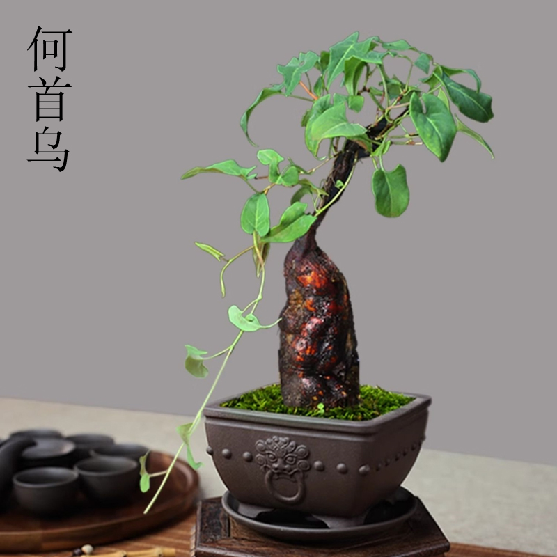 何首乌盆栽块根盆景绿植造型爬藤办公室书房茶桌趣味小绿植