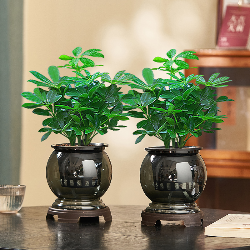 八方来财水培盆栽室内阳台四季绿植花卉办公桌面净化空气水养植物