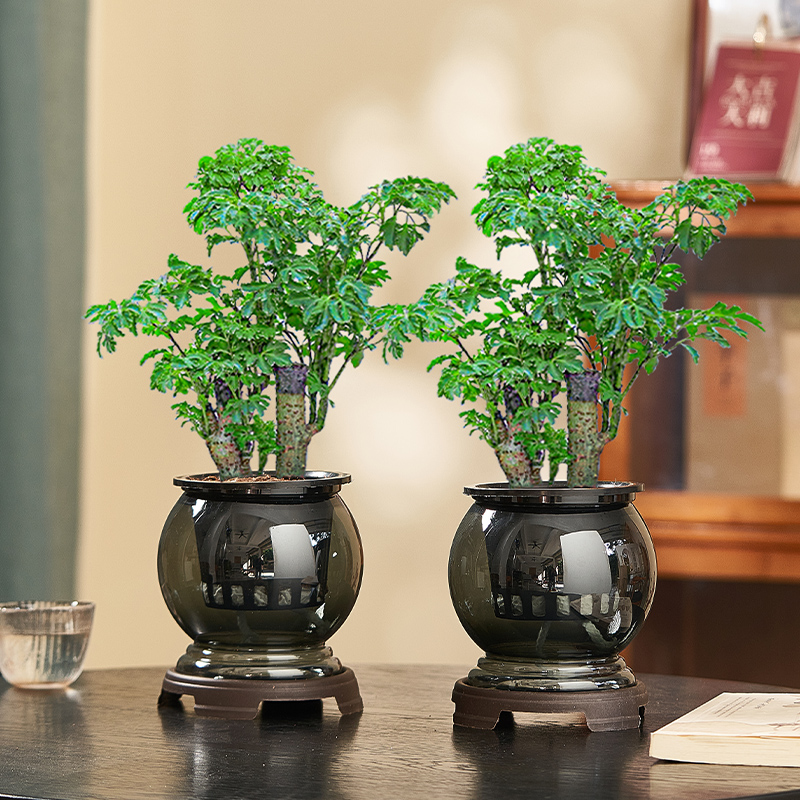 水培福禄桐室内盆栽办公室桌面植物净化空气客厅绿植花卉四季好养