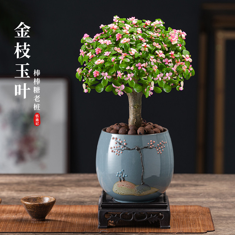 金枝玉叶老桩盆景绿植室内花卉盆栽多肉植物客厅好养四季开花造型图片