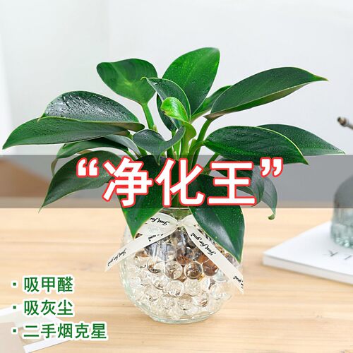 推荐水培植物价格 推荐水培植物图片 星期三