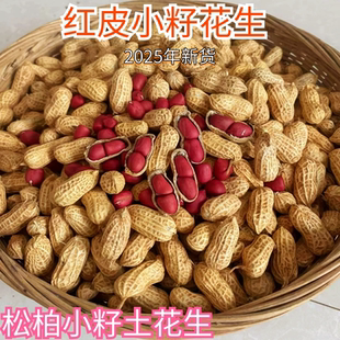 湖南老品种松柏小籽带壳红皮花生现摘现发新鲜蔬菜自留花生种子