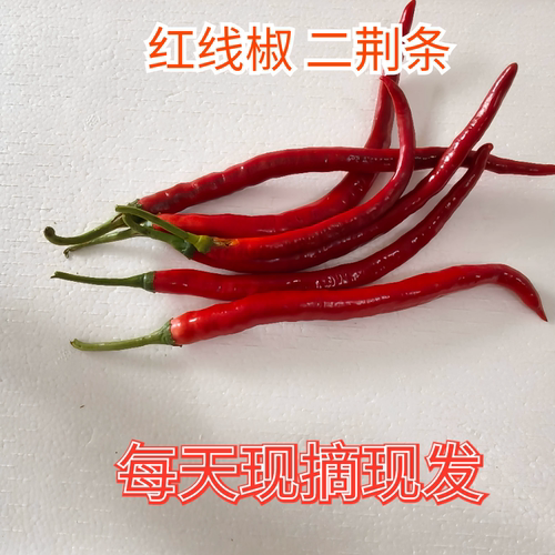 湖南永州农家自种新鲜红辣椒红线椒二荆条现摘现发红辣椒