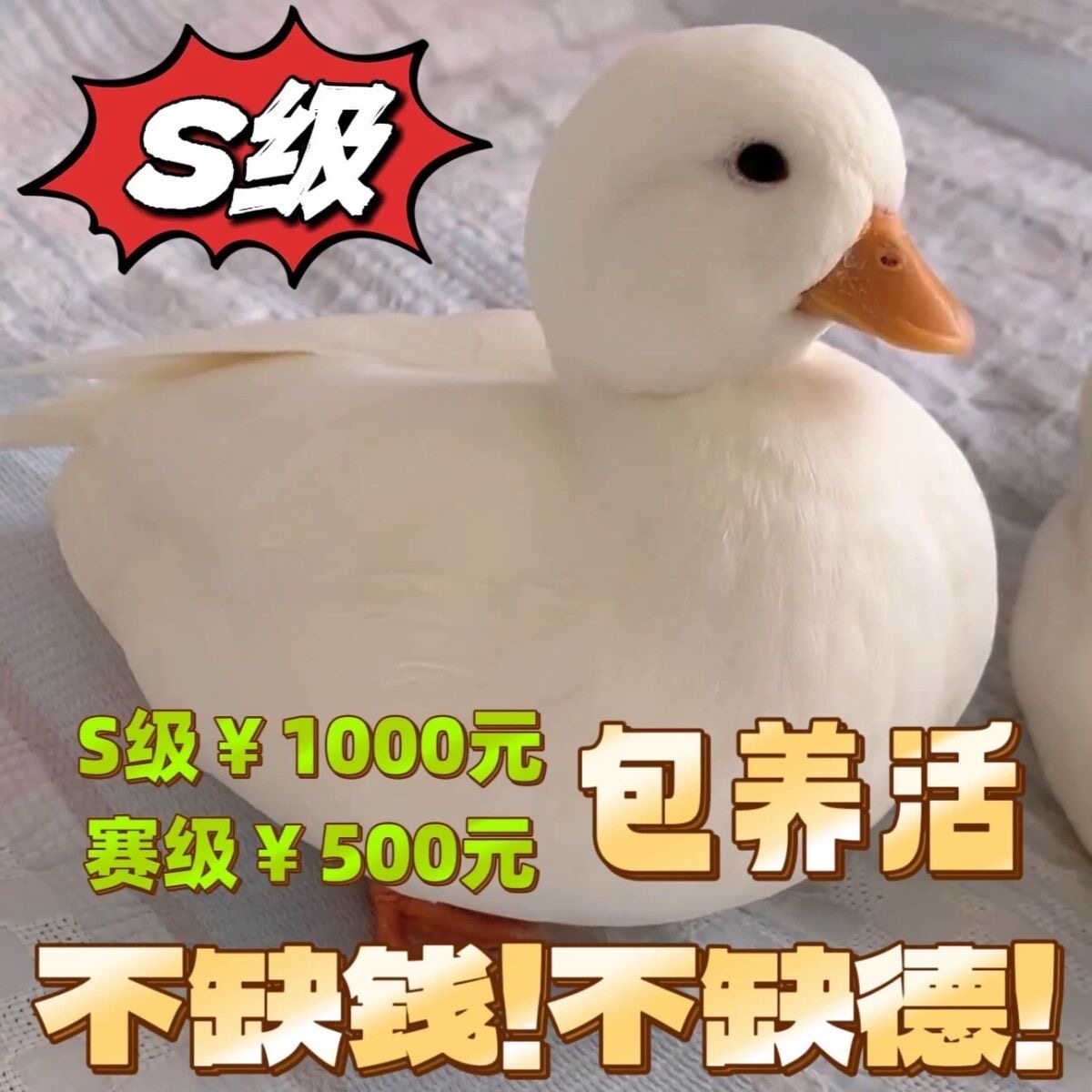 正宗柯尔鸭s级赛级活体宠物网红小鸭子科达鸭小幼崽小黄鸭柯尔鸭