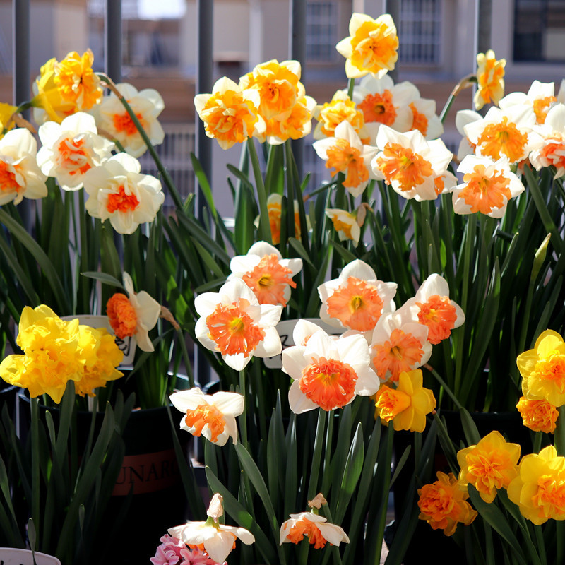 10年老店丰色洋水仙对版进口种球