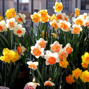 洋水仙种球进口球根漳州水仙水土培盆栽室内冬季耐寒花卉四季种植