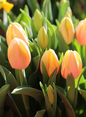 5颗郁金香5度球进口种球土水培耐寒花卉冬季盆栽四季户外当年开