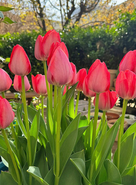 10颗郁金香5度球进口种球土水培耐寒花卉冬季地栽庭院盆栽户外种