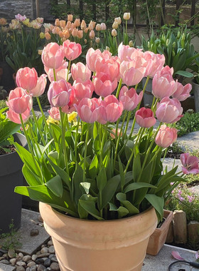 现货5度球郁金香10颗种球进口水培土培水养盆栽阳台耐寒花卉地栽