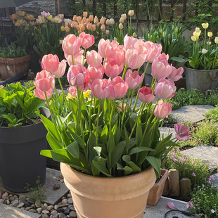 现货5度球郁金香10颗种球进口水培土培水养盆栽阳台耐寒花卉地栽