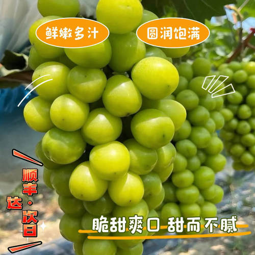 阳光玫瑰葡萄新鲜现摘酸甜可口