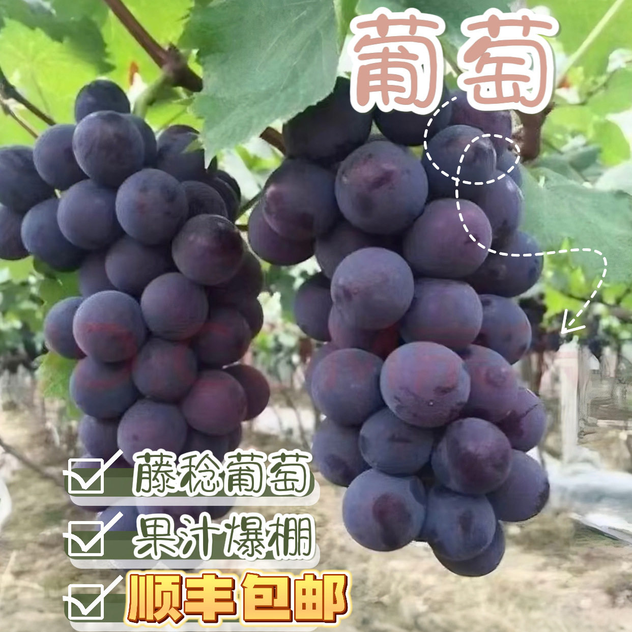 现摘当季 大粒整串巨峰葡萄藤稔乒乓球水果整箱孕妇儿童