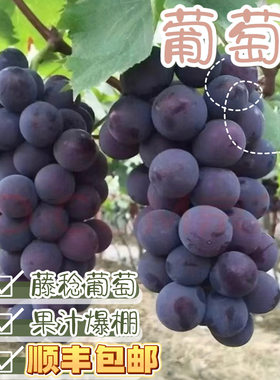 现摘当季 大粒整串巨峰葡萄藤稔乒乓球水果整箱孕妇儿童
